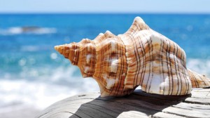 conch shell