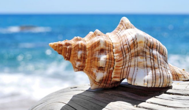 conch shell