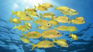 fishes