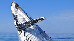 Humback whales