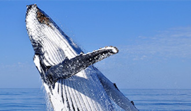Humback whales