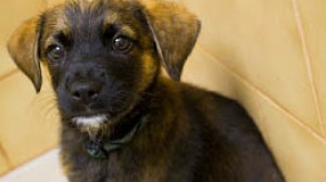 Puppy