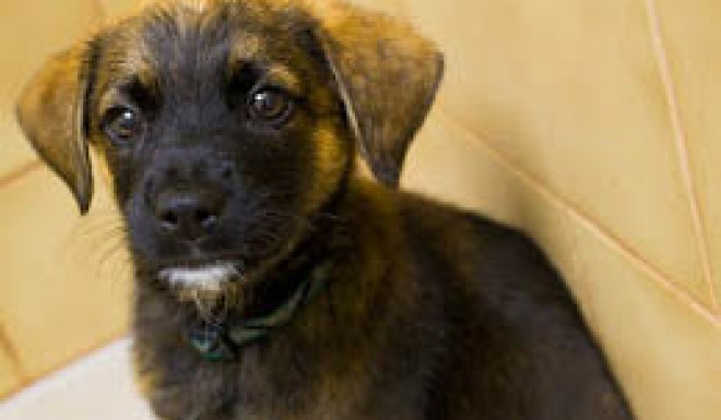 Puppy