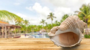 shell