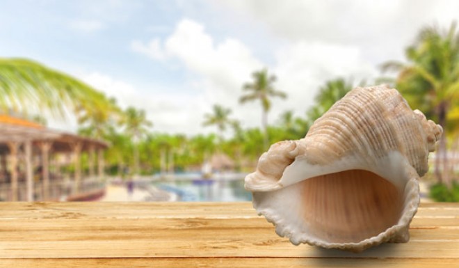 shell
