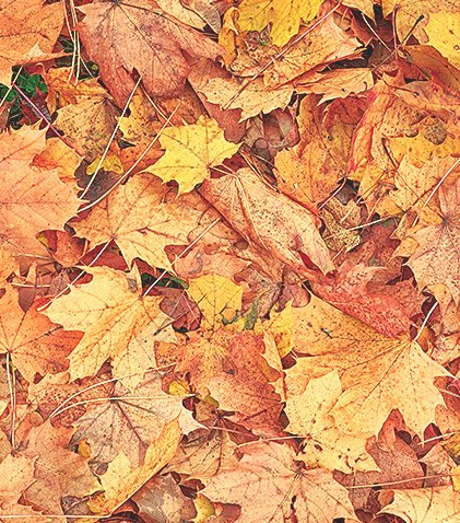 Autumn colored leaf texture