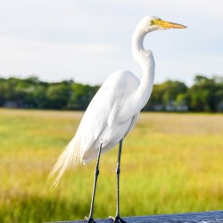 heron on a boardwalk