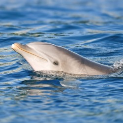 a close up shot of a dolphin in the water