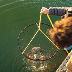 a boy catching crab in a net