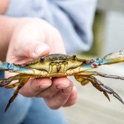 a small crab being held
