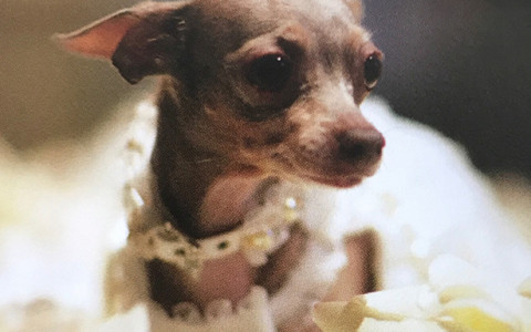 a small dog wearing a white collar 