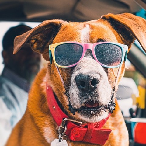 showboat home upcoming events woofstock atlantic city