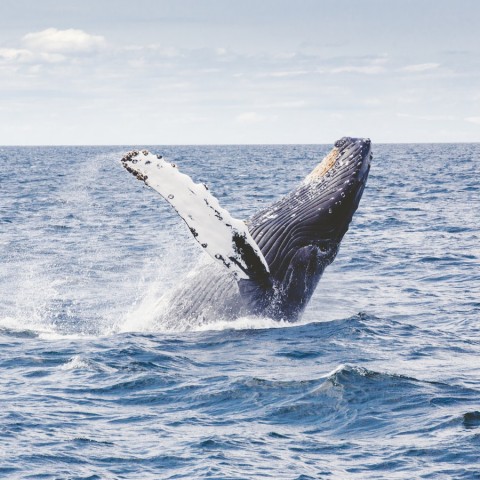 whale breeching the water 