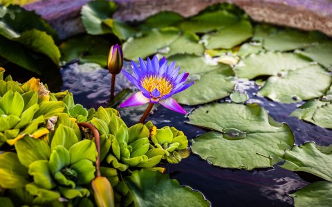purple flowers next to lily pads