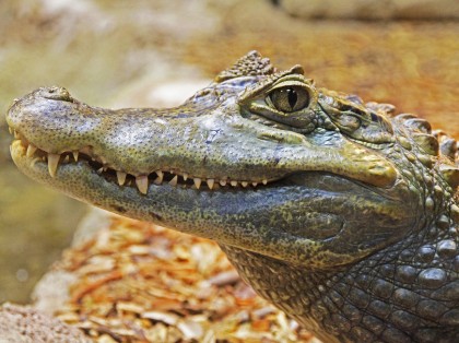 Alligator close up