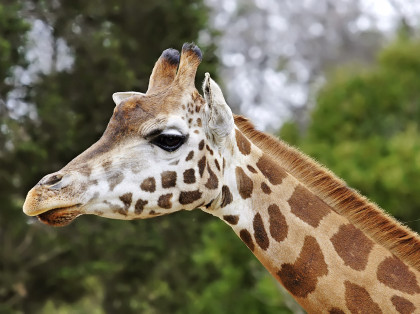 Closeup Side View of Giraffes Head and Neck