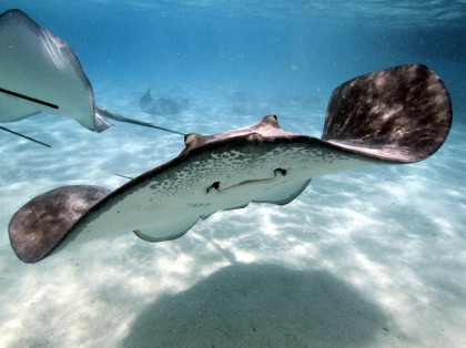 Closeup of a Stingray