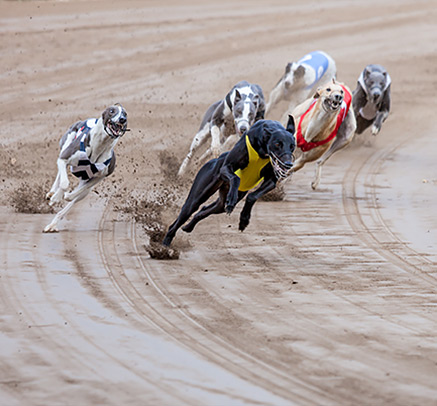 Greyhounds racing around a track