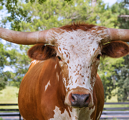 Longhorn close up