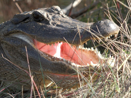 Open Mouthed Alligator in Brush