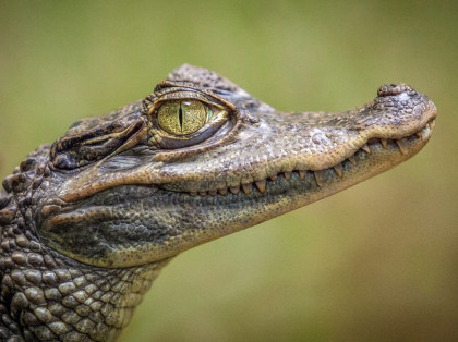 baby alligator close up of head