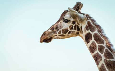 baby giraffe close up of head