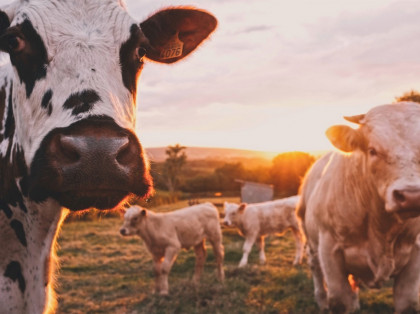 cattle on a farm during dawn