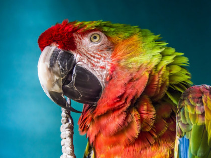 colorful parrot 