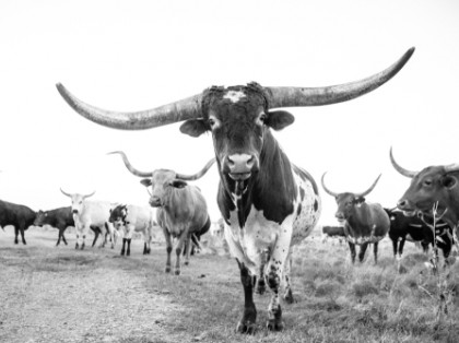 longhorn cattle