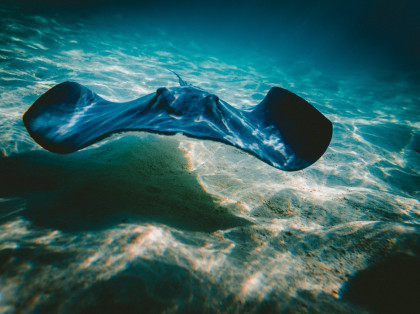 stingray swimming at the floor of the ocean