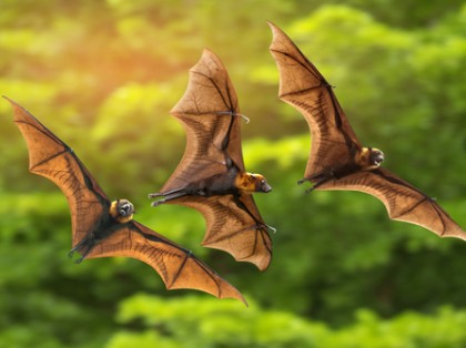 three flying bats