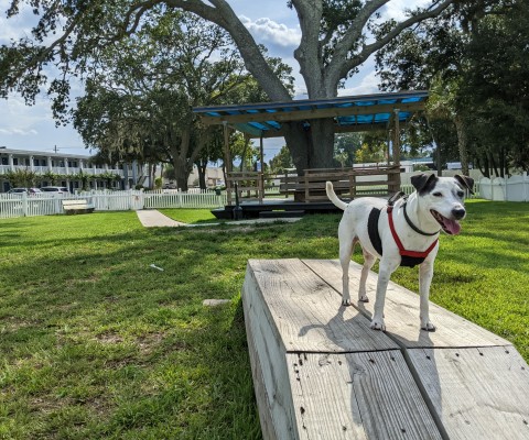 southern oaks inn dog park pet-friendly travel