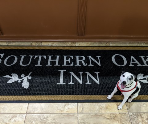pet-friendly hotel st. augustine lobby cute dog