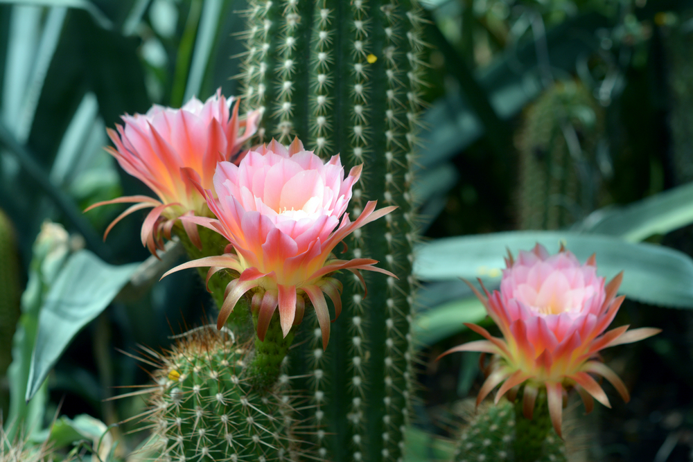 The Spiky Specimens of the Arizona Cactus Garden