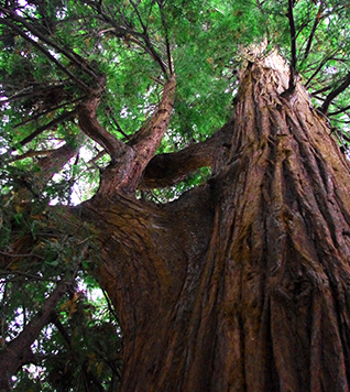 El Palo Alto Tree