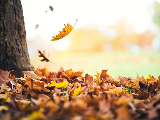 autumn leaves falling from tree