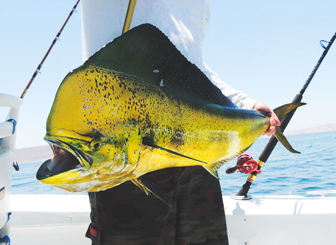 large yellow dolphin fish man is holding
