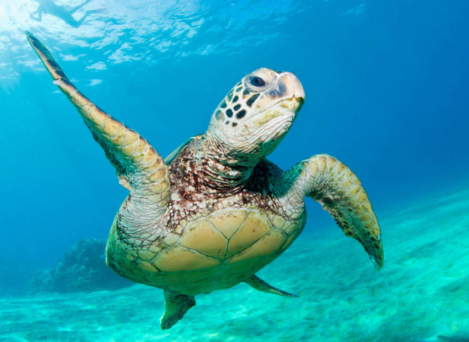 sea turtle in ocean