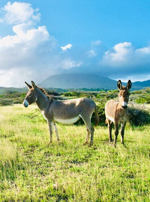 Two donkeys in the field during the day.