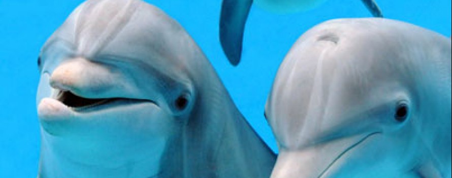 Dolphins.jpg