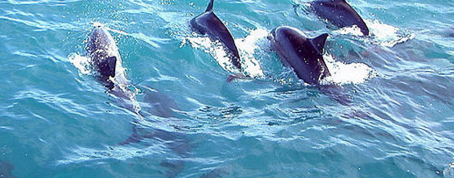 Four dolphins jumping through the blue ocean