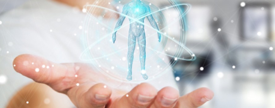 human anatomy rendering