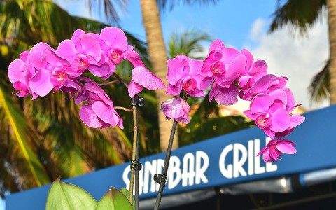 sign of the sand bar grill entrance with orchids in front