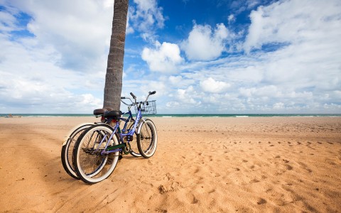 two bikes leaning against palm tree on the beach
