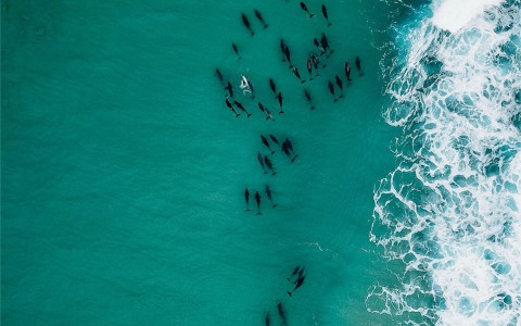 overhead view of several whales in the ocean