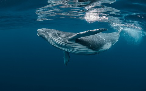 underwater view of whale in the ocean