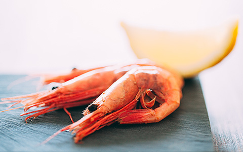 shrimp