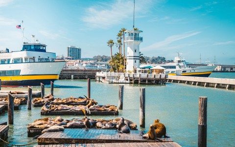 boats parked next to the piers and sea lions hanging out at the pier