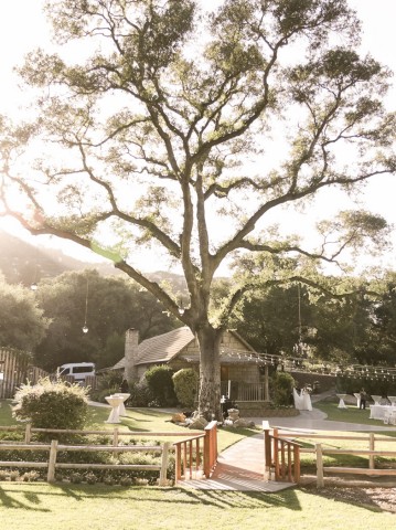 large tree in an open lawn decorated for a rustic wedding