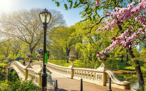 bridge in central park with trees and flowers blooming 